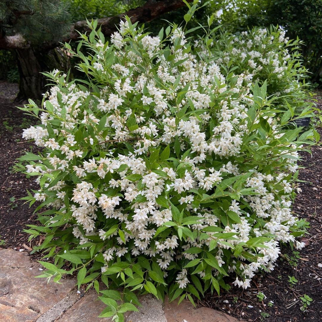 Deutzia Yuki Snowflake - View 2 from www redcrocus com
