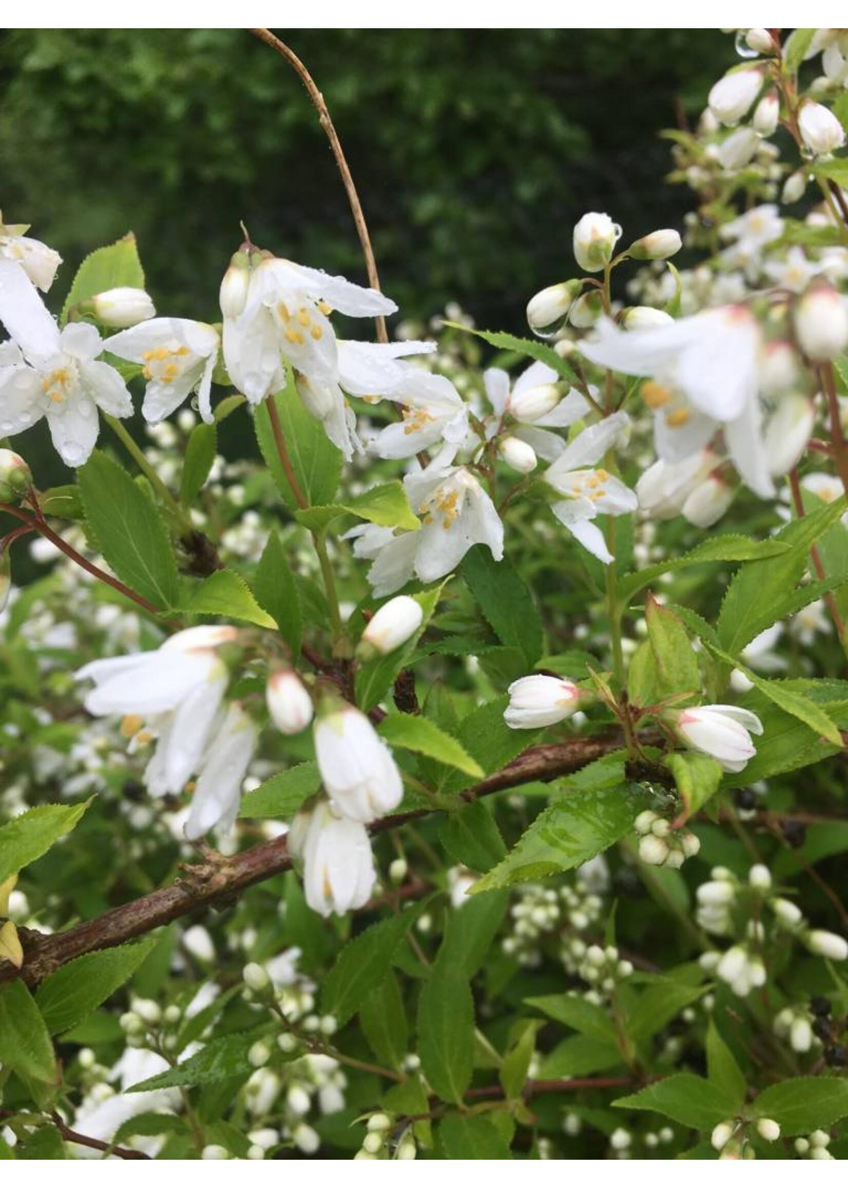 Deutzia Yuki Snowflake - View 3 from www redcrocus com