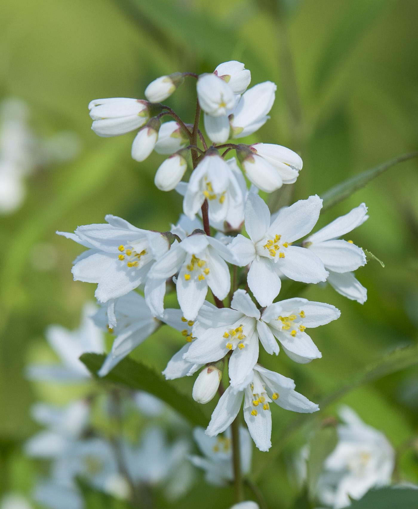 Deutzia Yuki Snowflake - View 6 from www redcrocus com