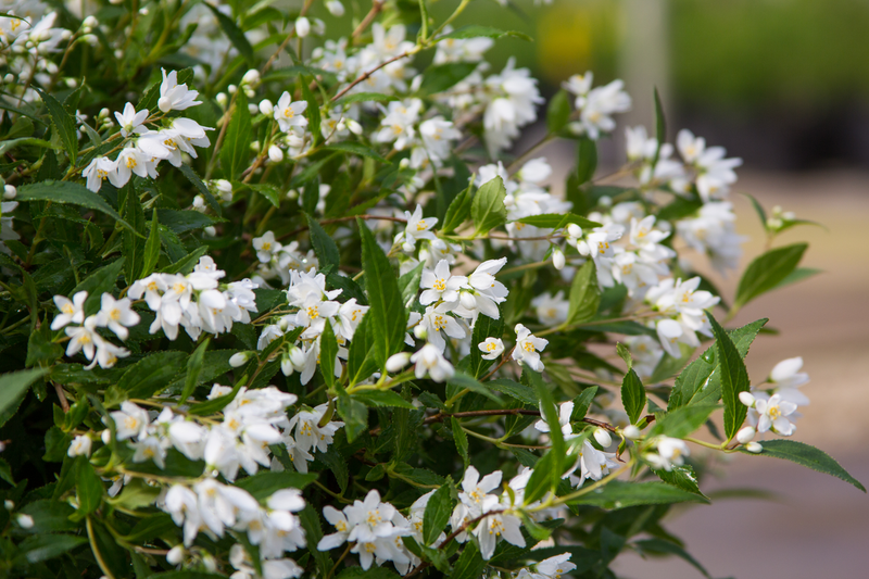 Deutzia Yuki Snowflake - View 7 from www redcrocus com