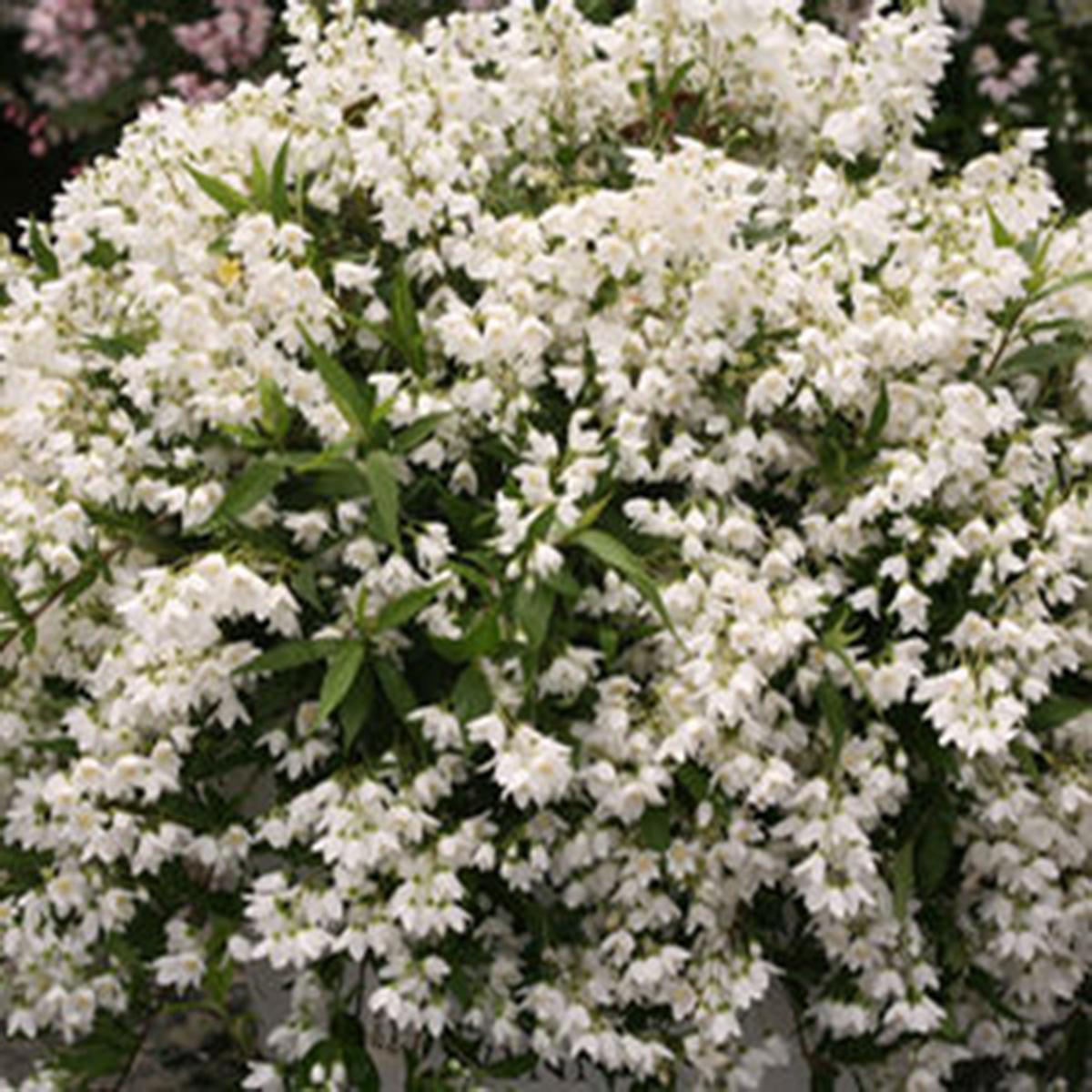 Deutzia Yuki Snowflake - View 7 from www redcrocus com