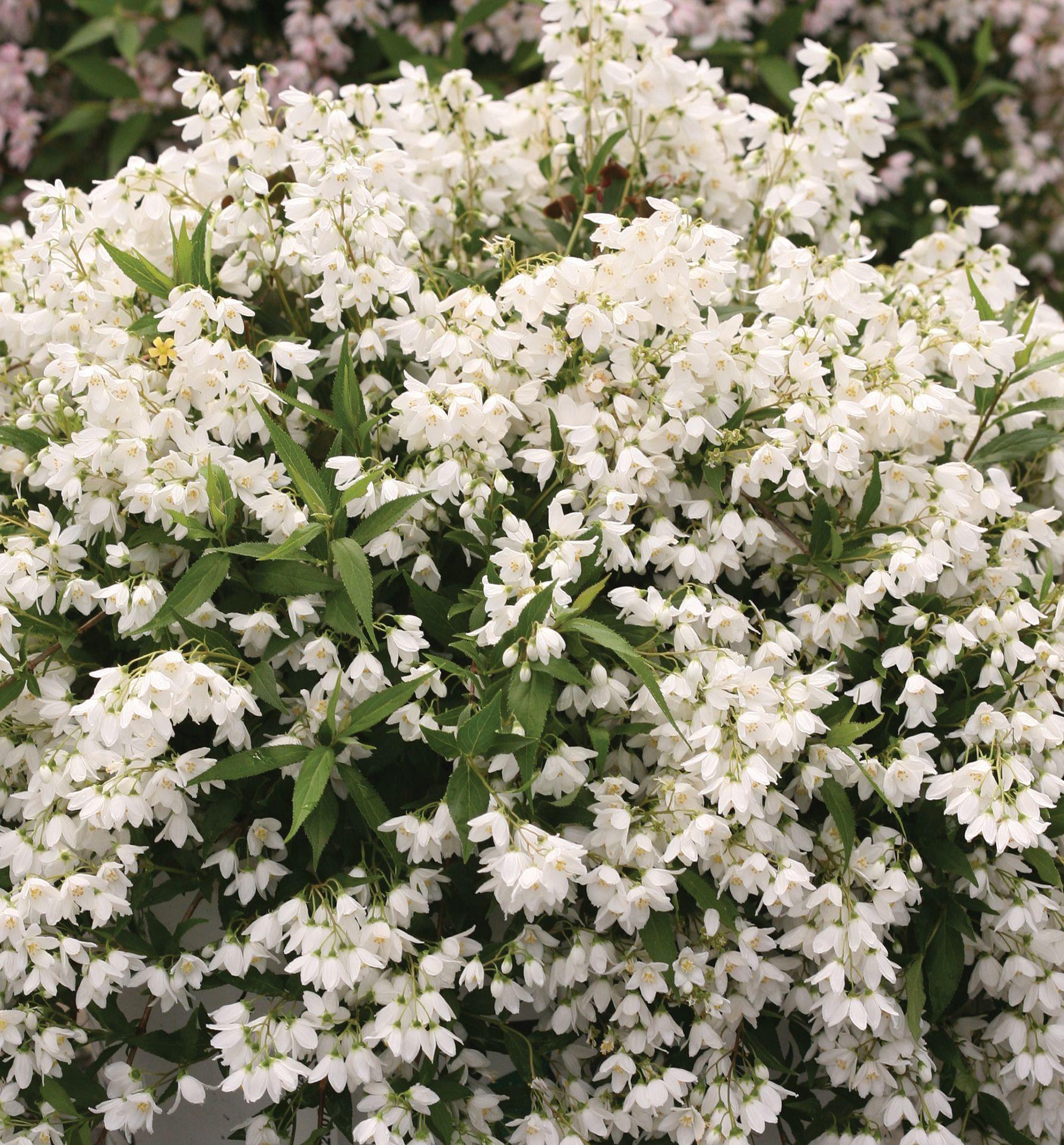 Deutzia Yuki Snowflake - View 8 from www redcrocus com