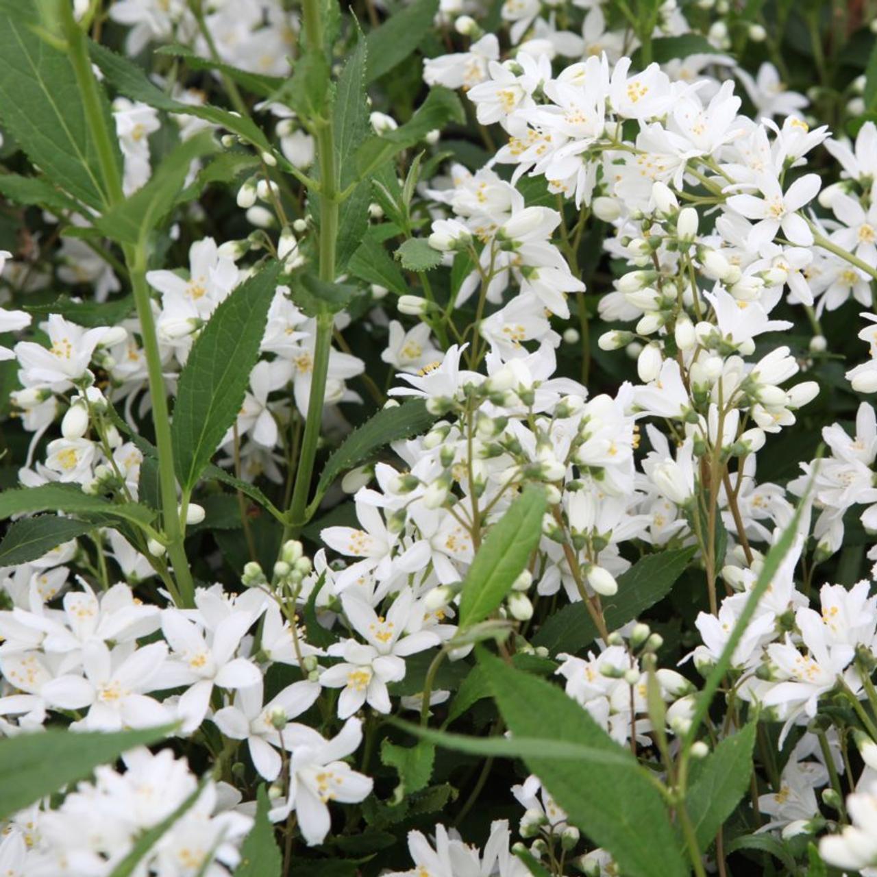 Deutzia Yuki Snowflake - View 9 from www redcrocus com