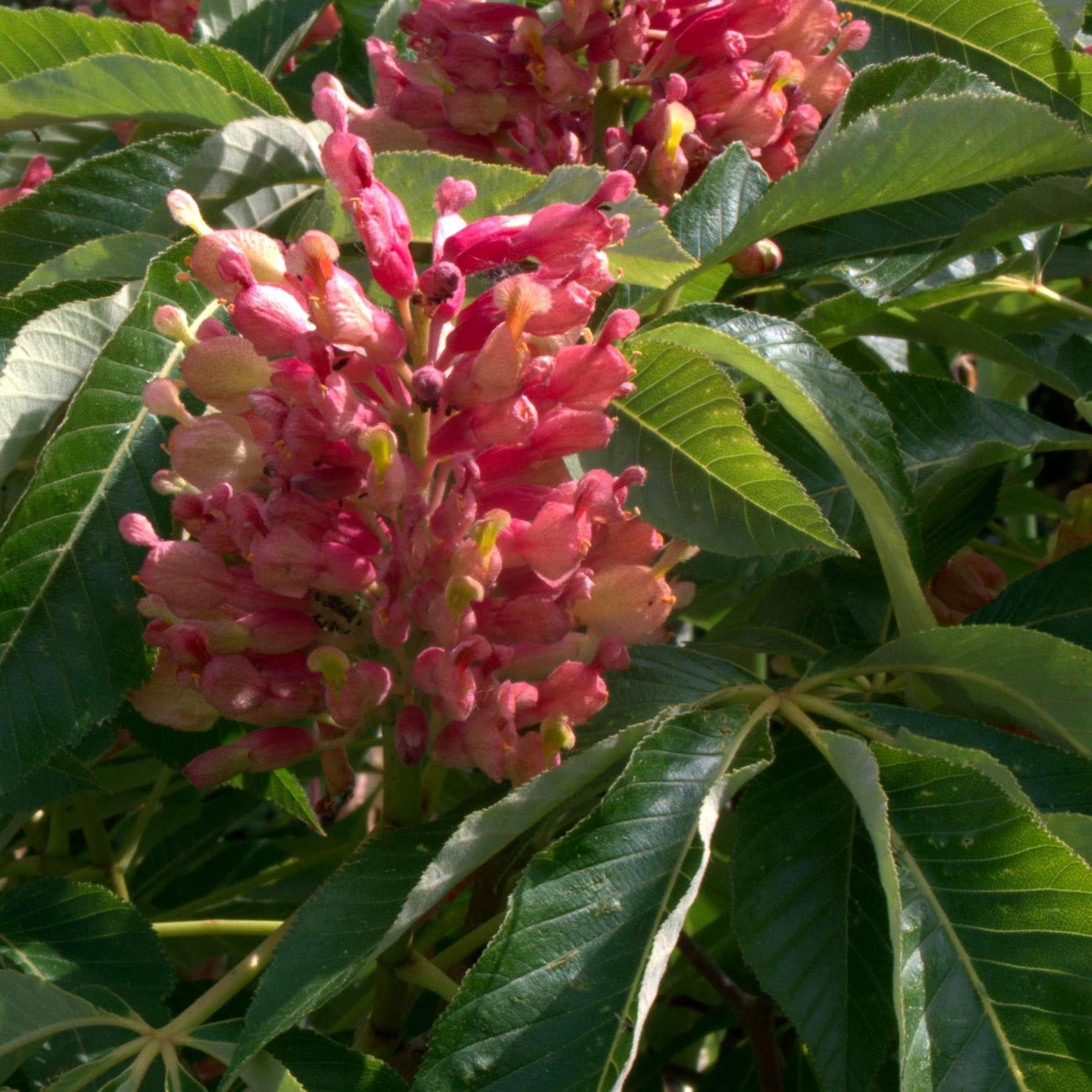 Aesculus Pavia - View 10 from www redcrocus com