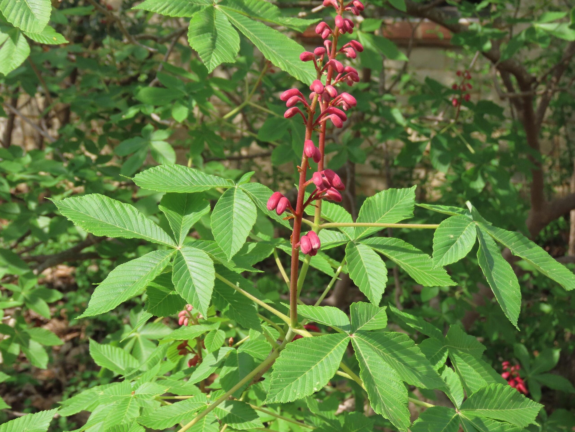 Aesculus Pavia - View 11 from www redcrocus com