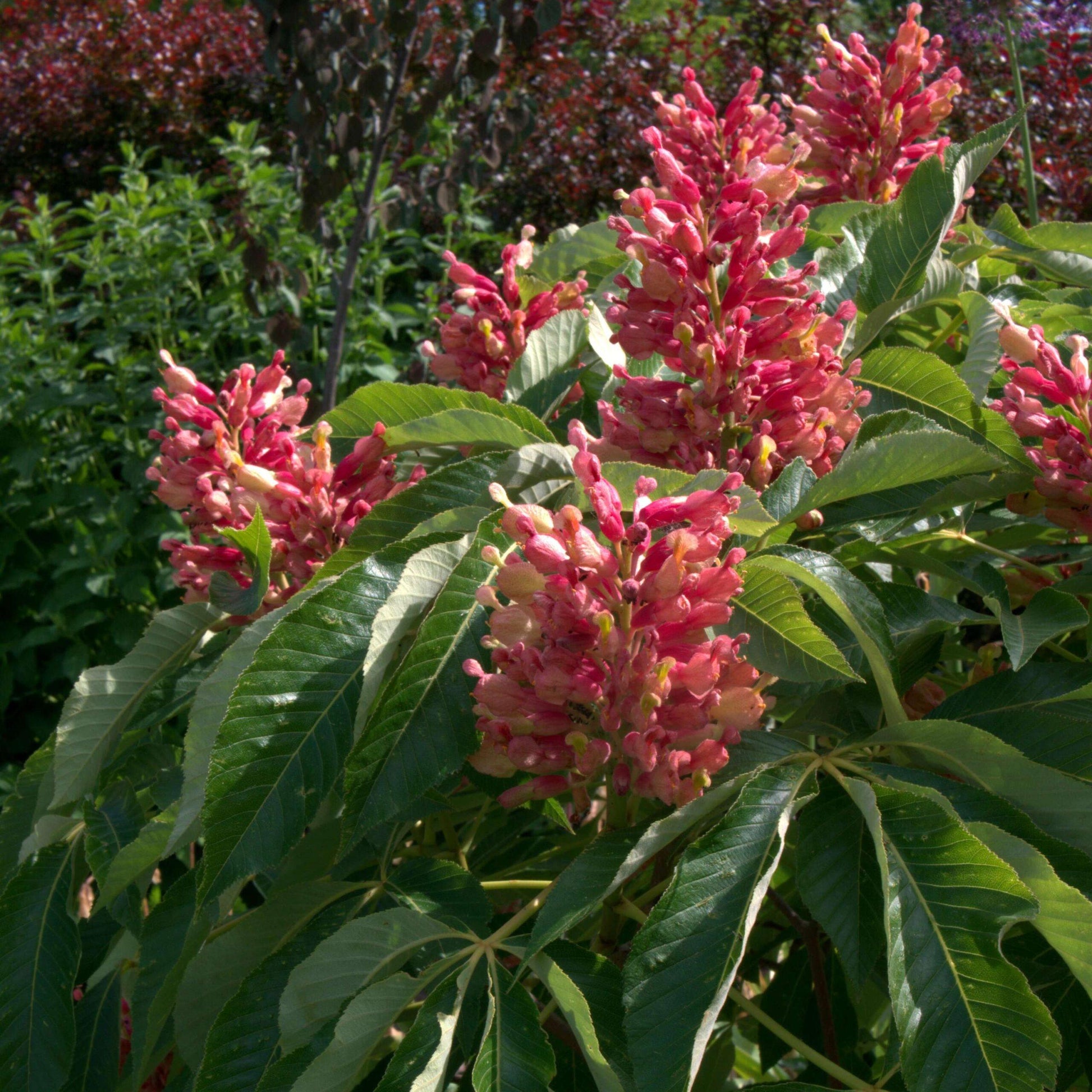 Aesculus Pavia - View 9 from www redcrocus com