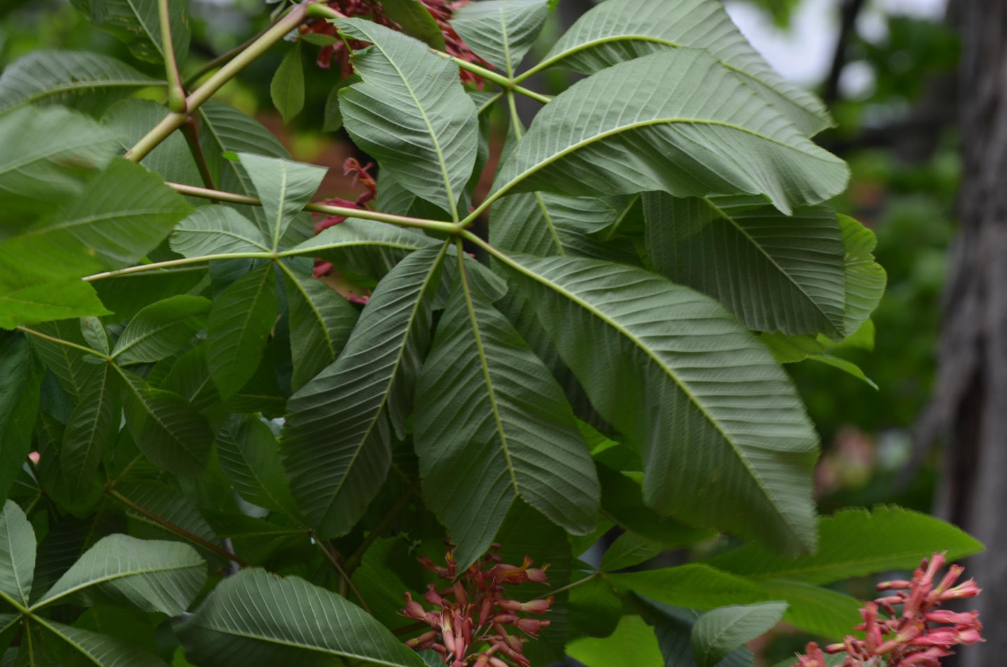 Aesculus Pavia - View 12 from www redcrocus com