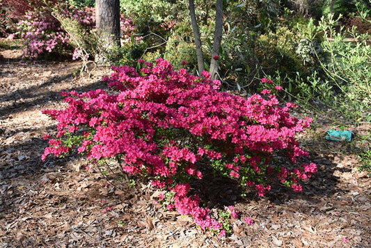 Azalea 'girard's Fuchsia' - View 1 from www redcrocus com
