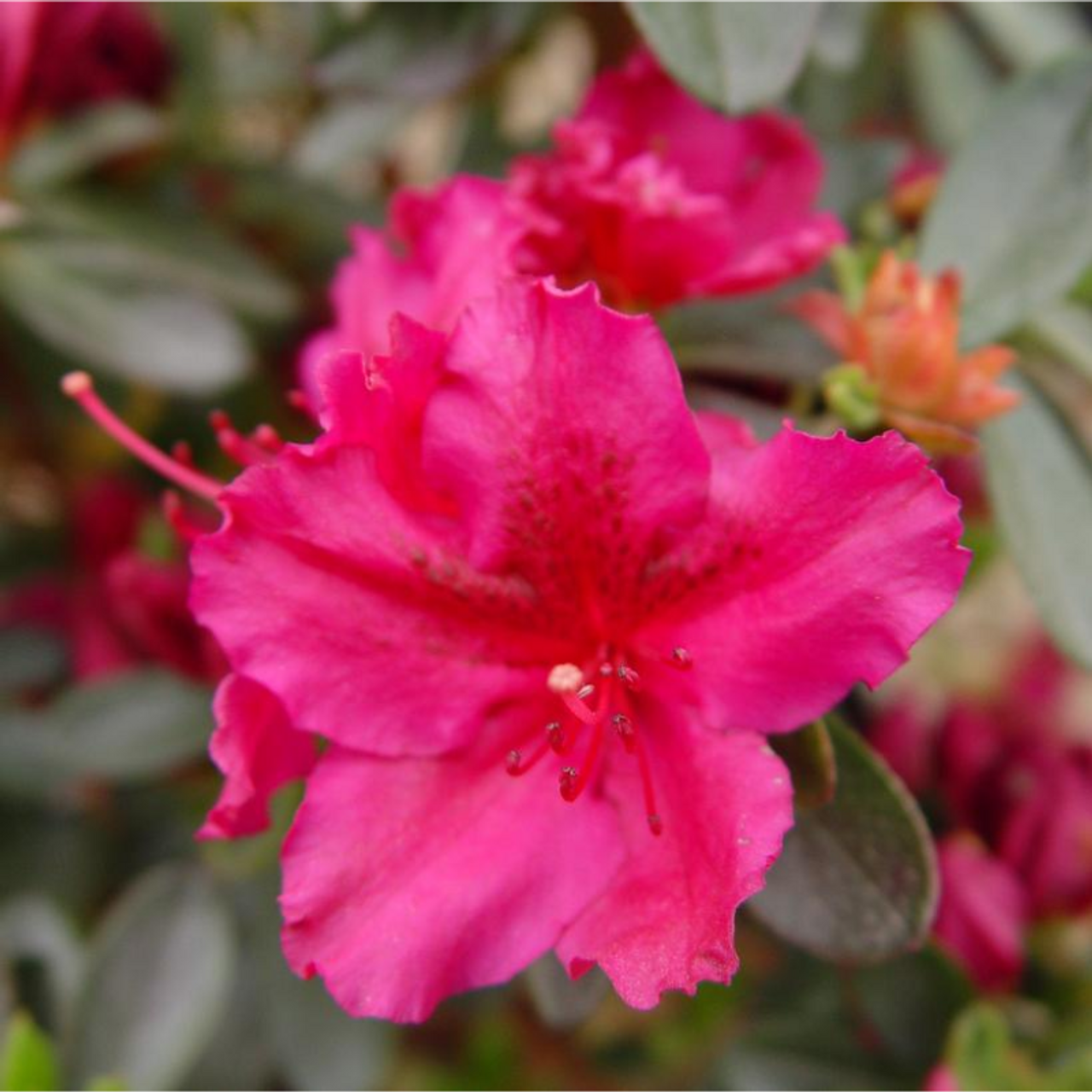 Azalea 'girard's Fuchsia' - View 7 from www redcrocus com