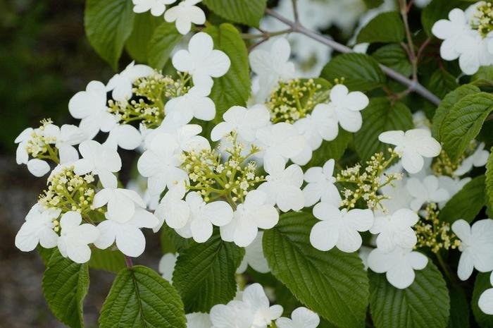 Viburnum Plicatum Var  Tomentosum Summer Snowflake - View 10 from www redcrocus com