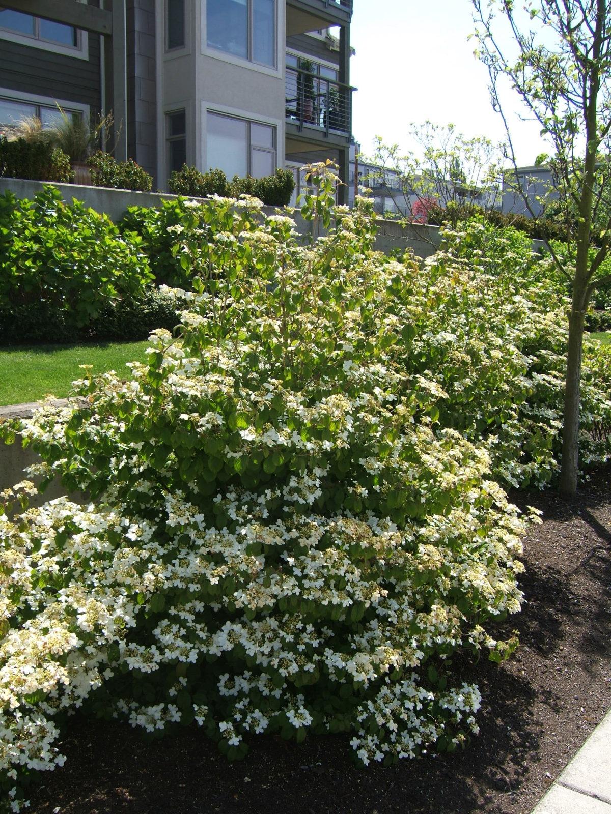 Viburnum Plicatum Var  Tomentosum Summer Snowflake - View 2 from www redcrocus com