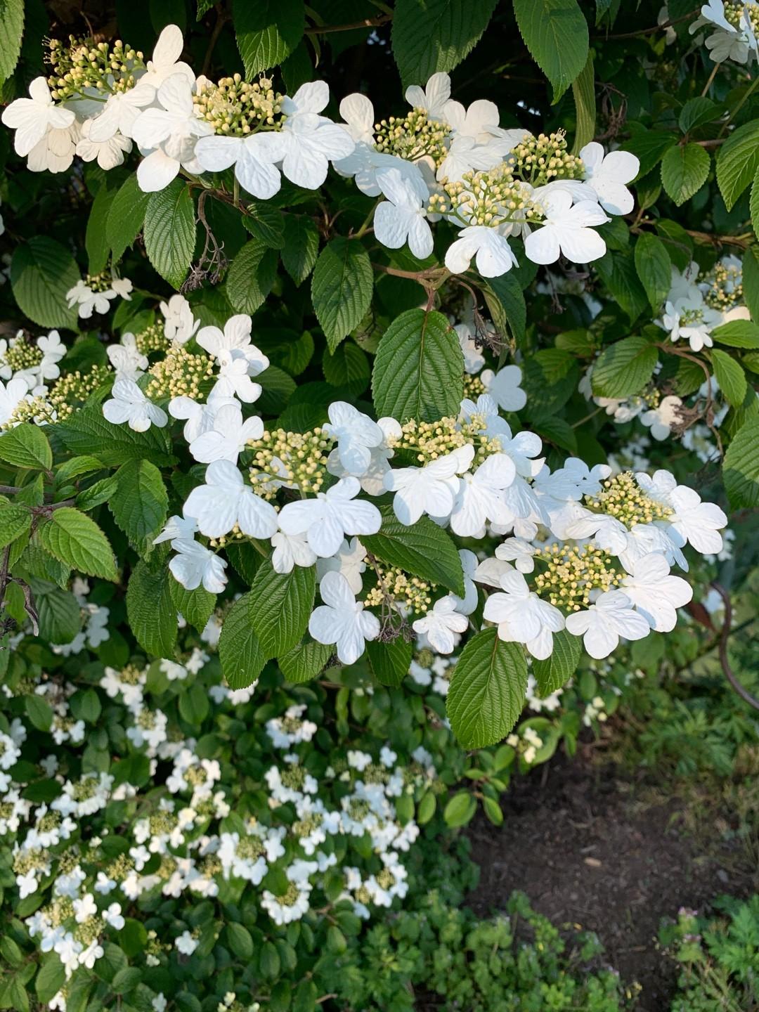 Viburnum Plicatum Var  Tomentosum Summer Snowflake - View 5 from www redcrocus com