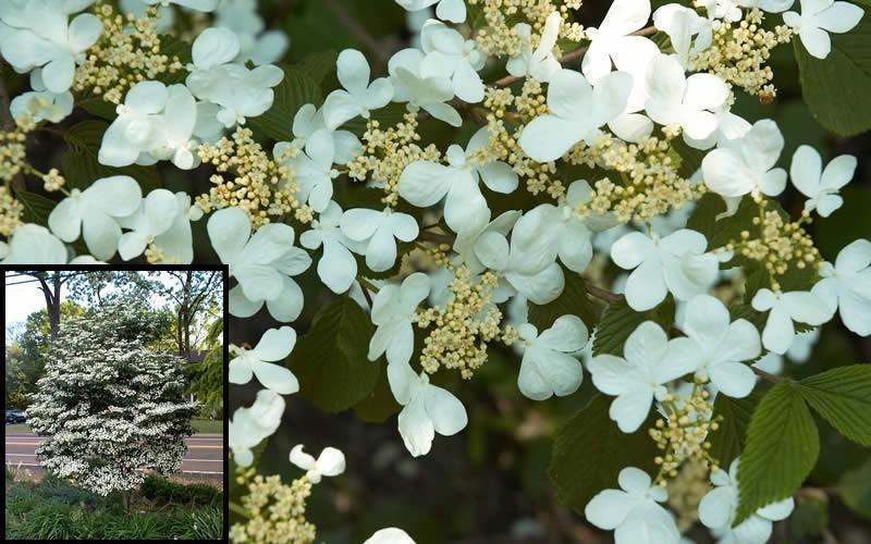 Viburnum Plicatum Var  Tomentosum Summer Snowflake - View 7 from www redcrocus com