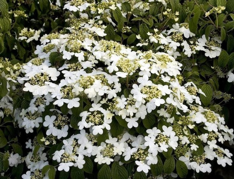 Viburnum Plicatum Var  Tomentosum Summer Snowflake - View 9 from www redcrocus com