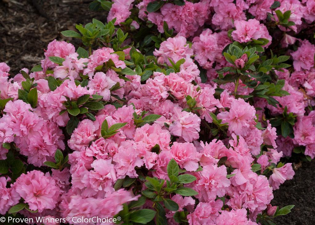 Azalea Bloom A Thon Coral Amazement - View 10 from www redcrocus com