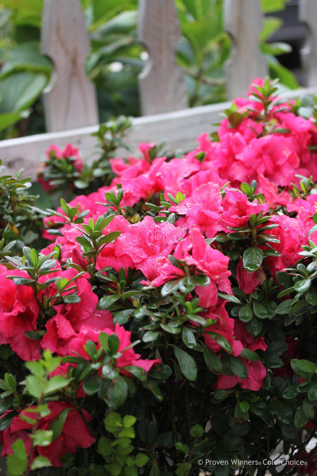 Azalea Bloom A Thon Coral Amazement - View 11 from www redcrocus com