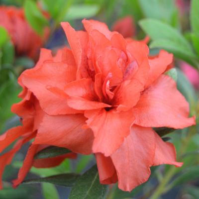 Azalea Bloom A Thon Coral Amazement - View 12 from www redcrocus com