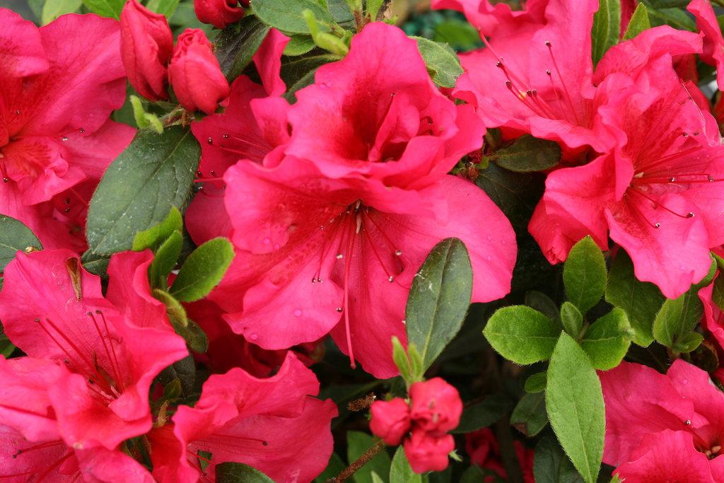 Azalea Bloom A Thon Coral Amazement - View 13 from www redcrocus com
