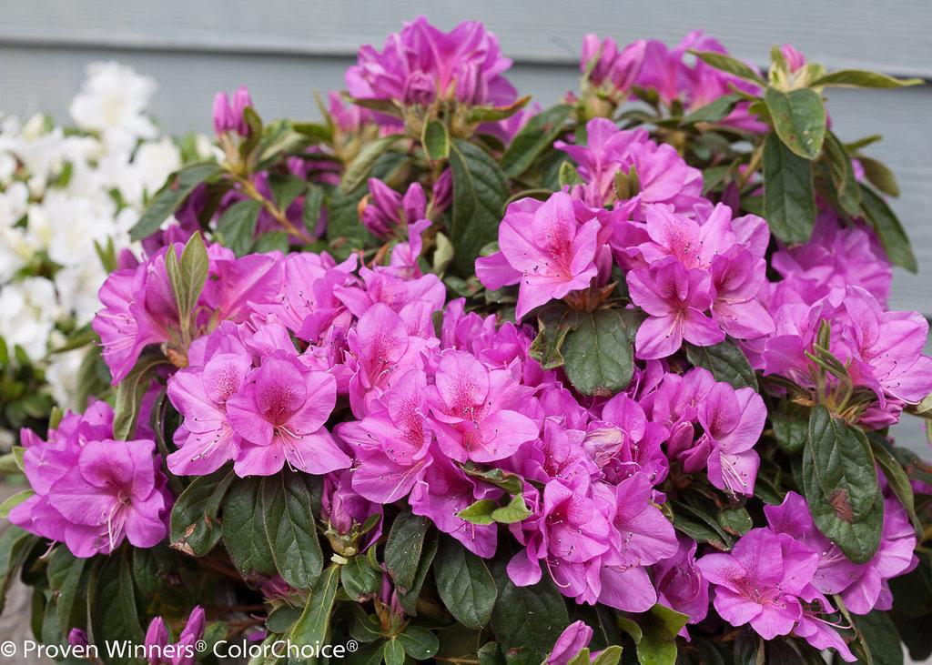 Azalea Bloom A Thon Coral Amazement - View 15 from www redcrocus com
