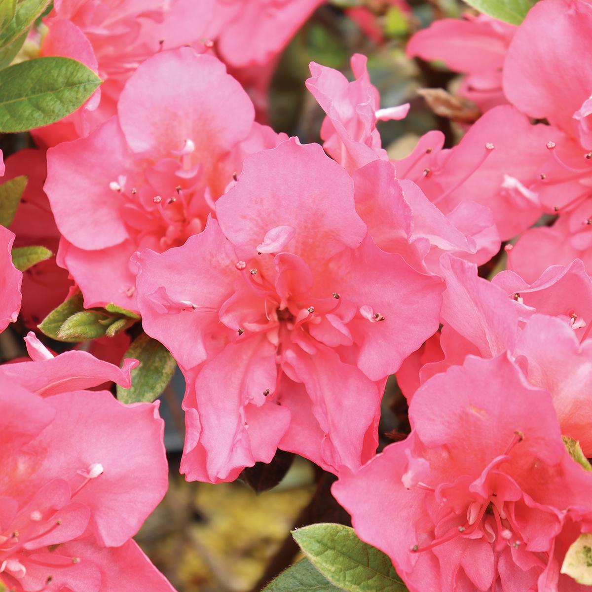 Azalea Bloom A Thon Coral Amazement - View 16 from www redcrocus com