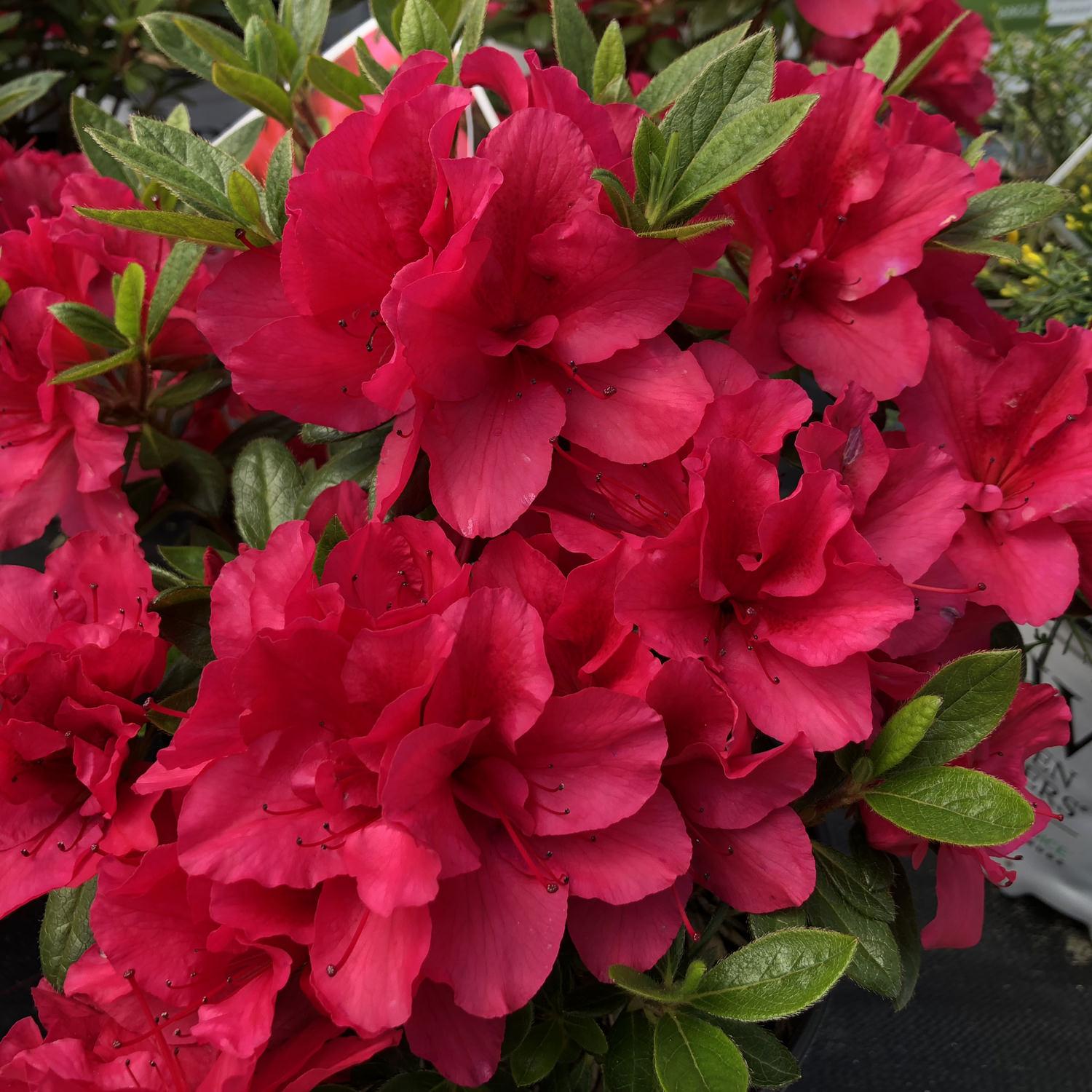 Azalea Bloom A Thon Coral Amazement - View 17 from www redcrocus com