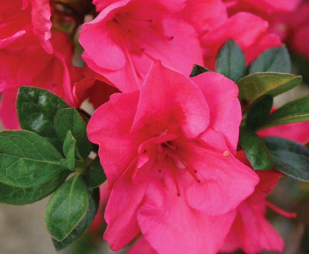 Azalea Bloom A Thon Coral Amazement - View 18 from www redcrocus com