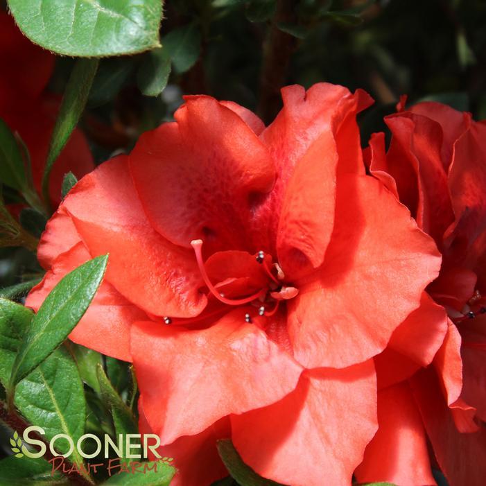 Azalea Bloom A Thon Coral Amazement - View 1 from www redcrocus com