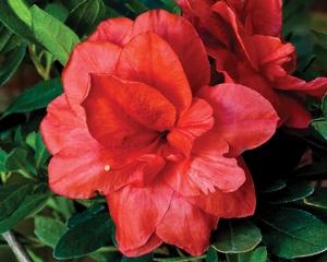 Azalea Bloom A Thon Coral Amazement - View 2 from www redcrocus com