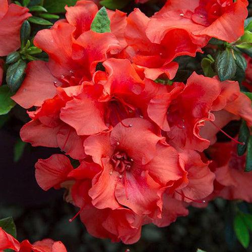 Azalea Bloom A Thon Coral Amazement - View 3 from www redcrocus com