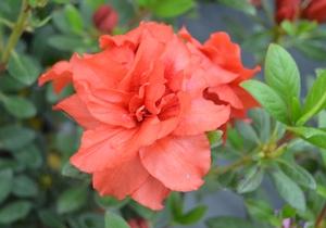 Azalea Bloom A Thon Coral Amazement - View 4 from www redcrocus com