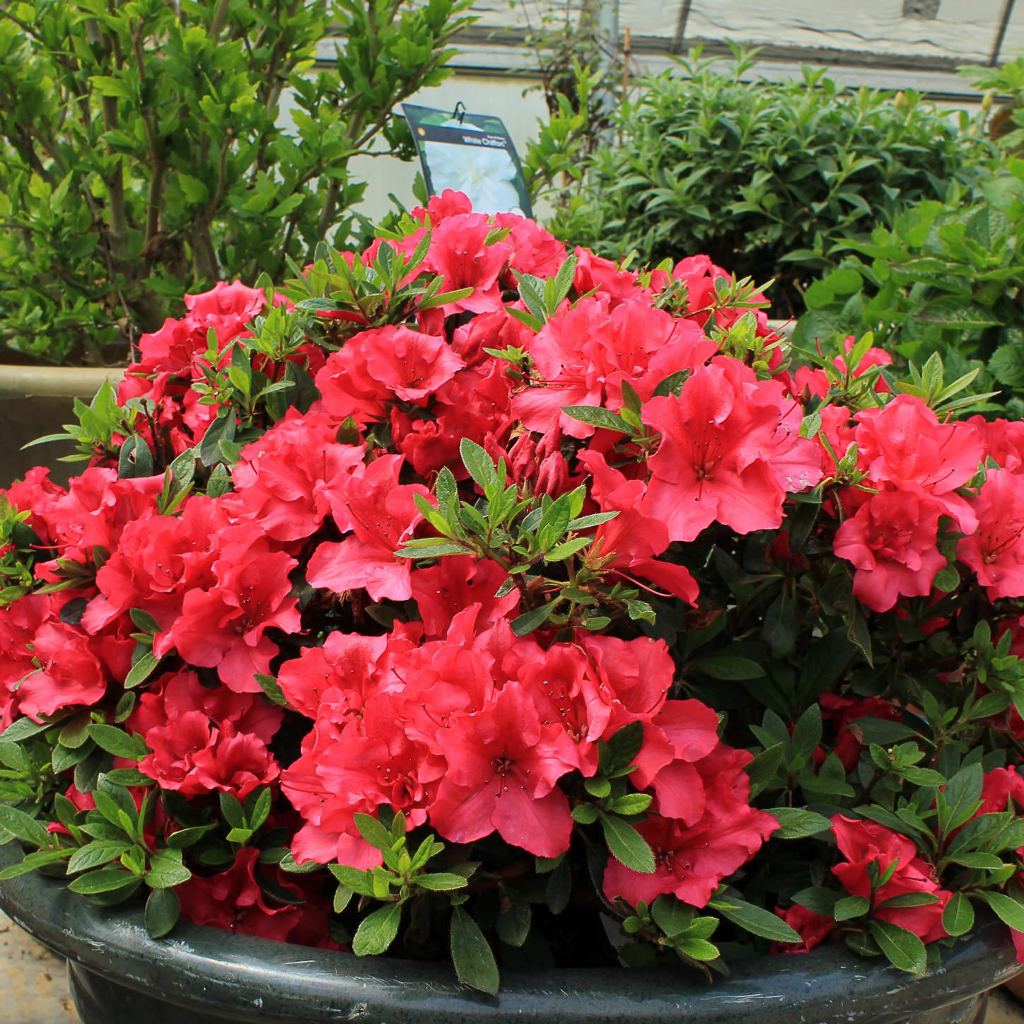 Azalea Bloom A Thon Coral Amazement - View 5 from www redcrocus com
