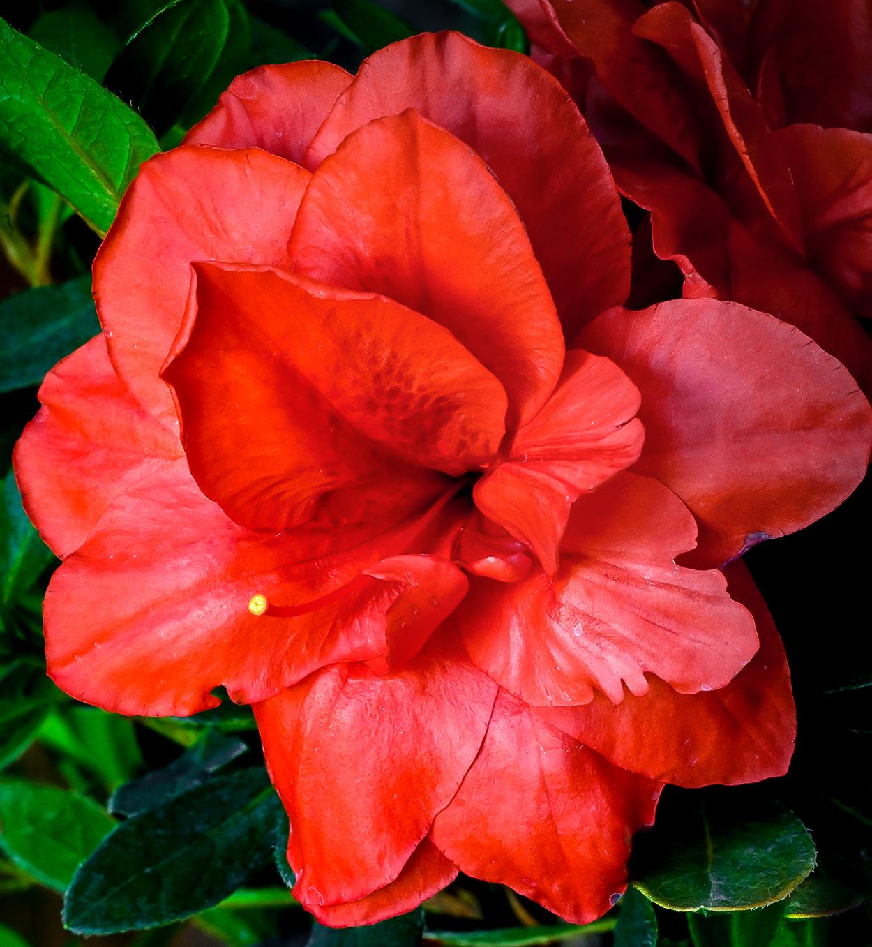 Azalea Bloom A Thon Coral Amazement - View 6 from www redcrocus com