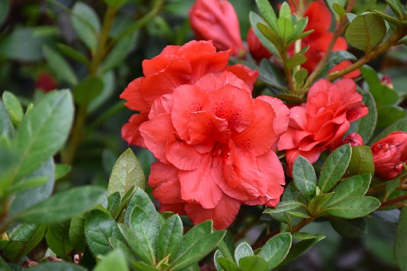 Azalea Bloom A Thon Coral Amazement - View 7 from www redcrocus com