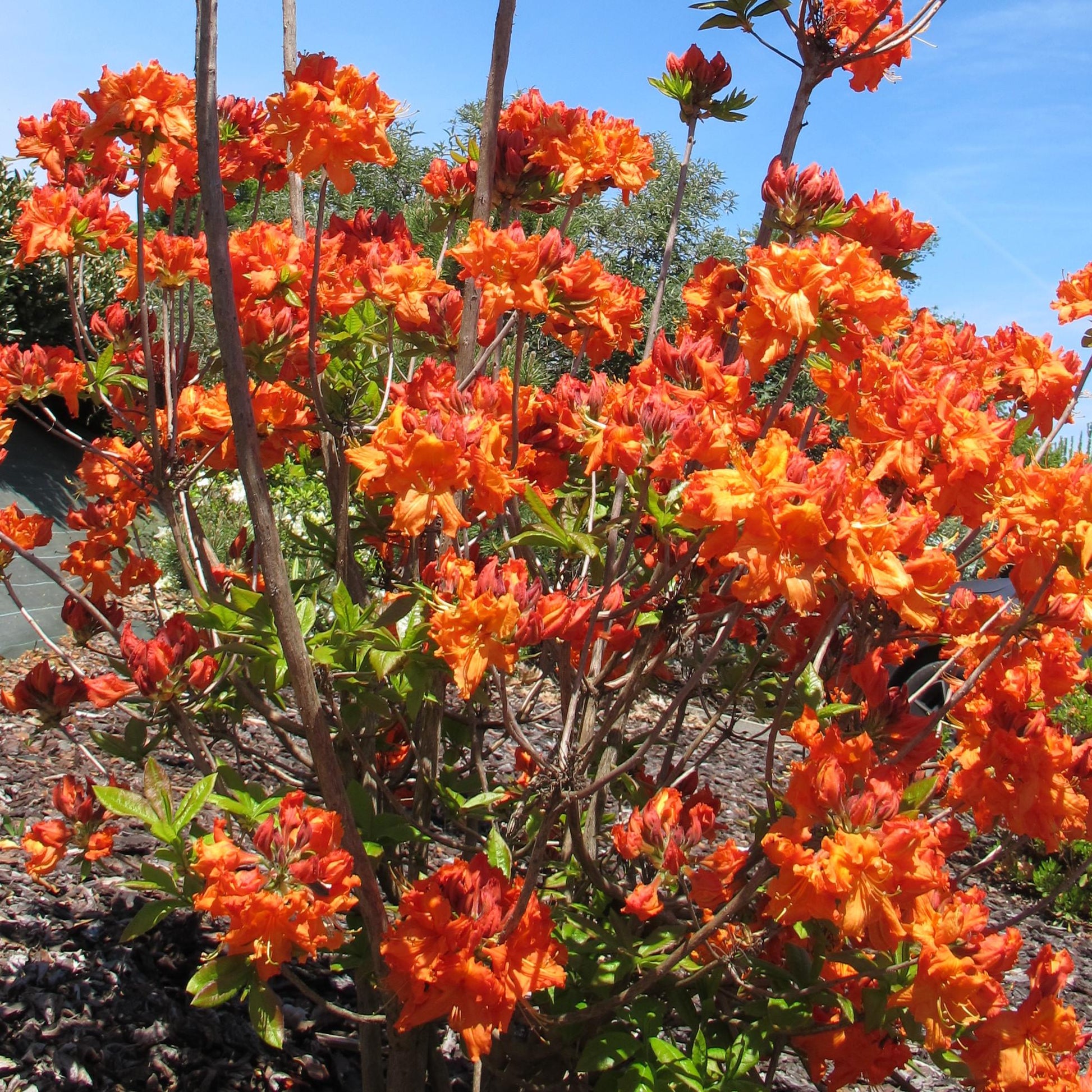 Azalea Gibraltar - View 11 from www redcrocus com