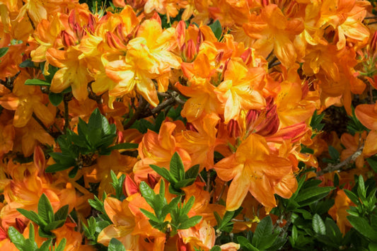 Azalea Gibraltar - View 1 from www redcrocus com