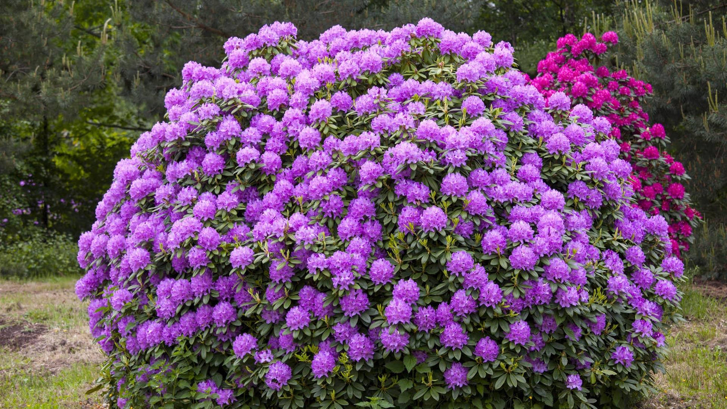 Rhododendron Boursault - View 11 from www redcrocus com