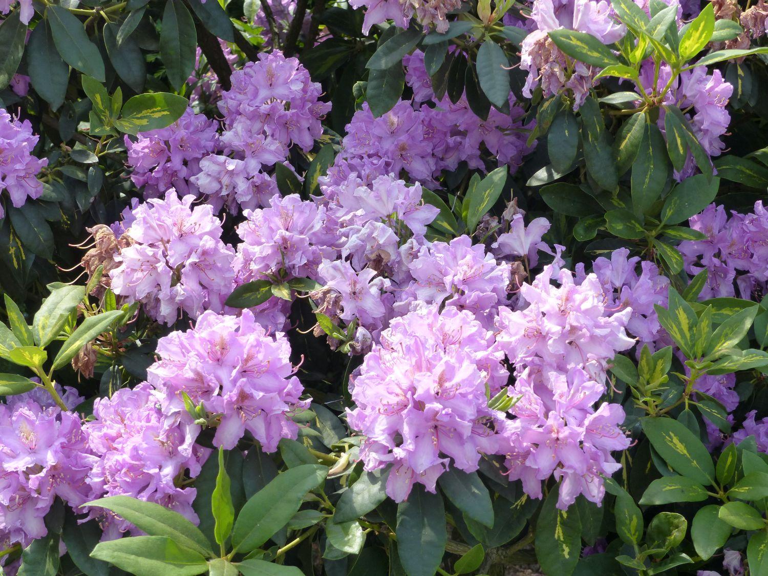 Rhododendron Boursault - View 15 from www redcrocus com
