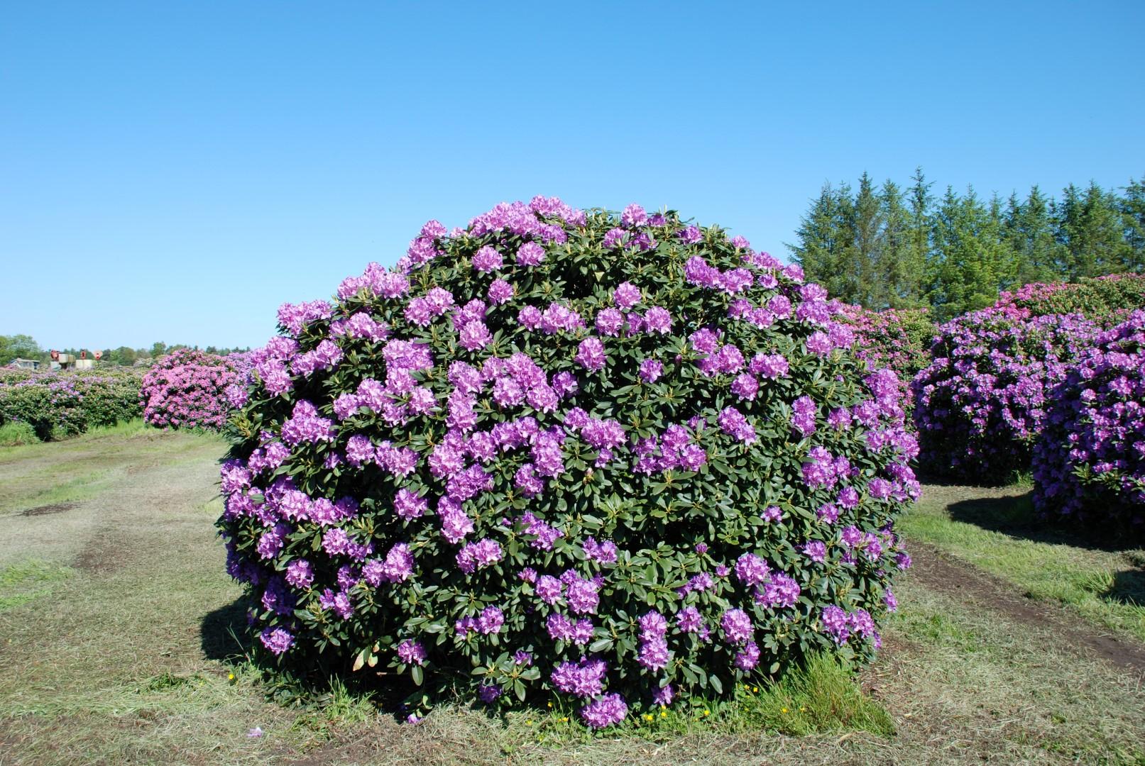 Rhododendron Boursault - View 1 from www redcrocus com