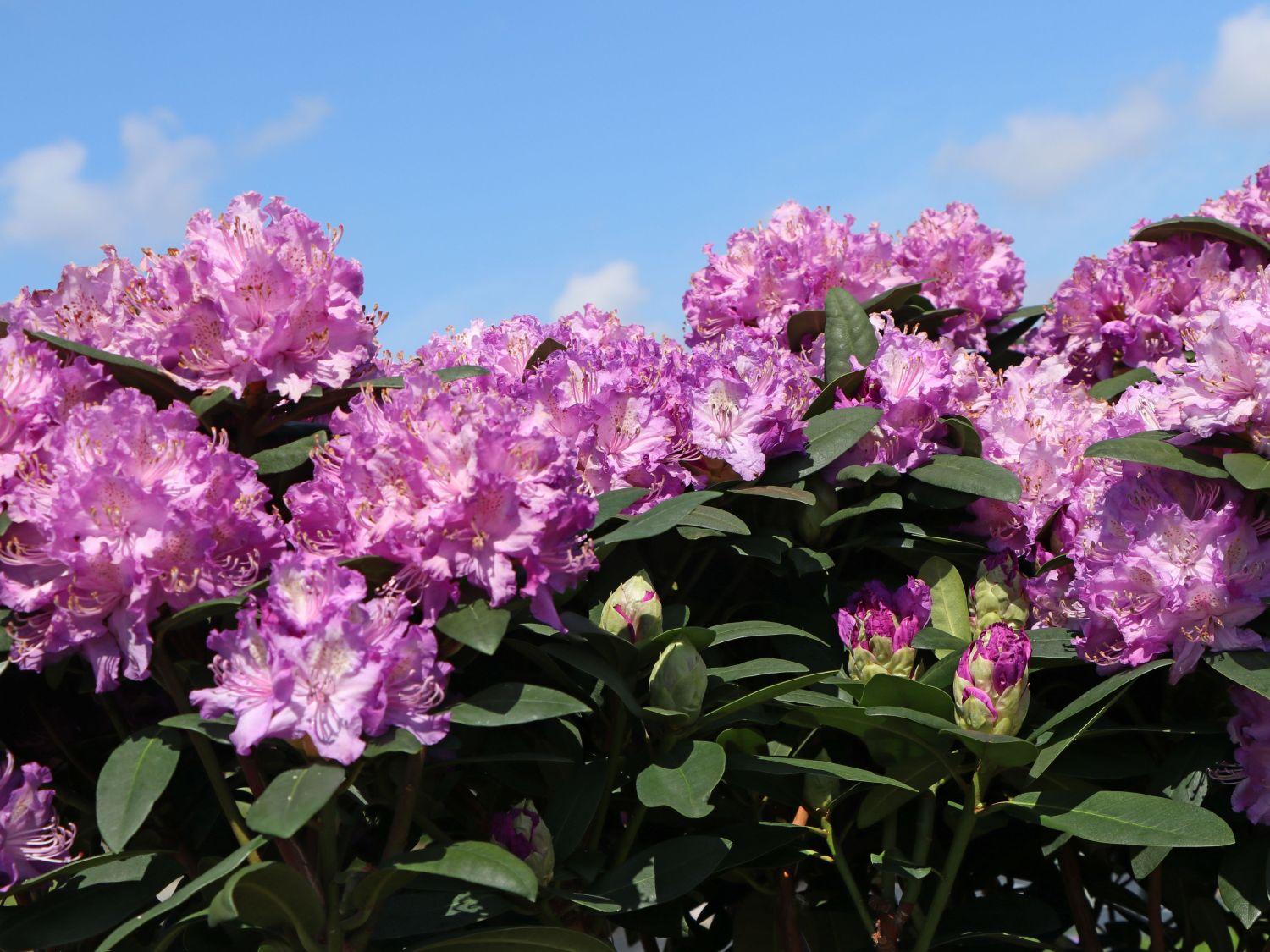Rhododendron Boursault - View 3 from www redcrocus com