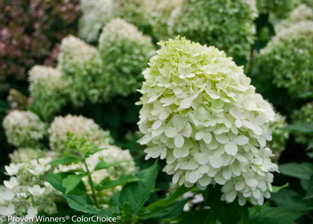 Hydrangea Paniculata Little Lime - View 19 from www redcrocus com