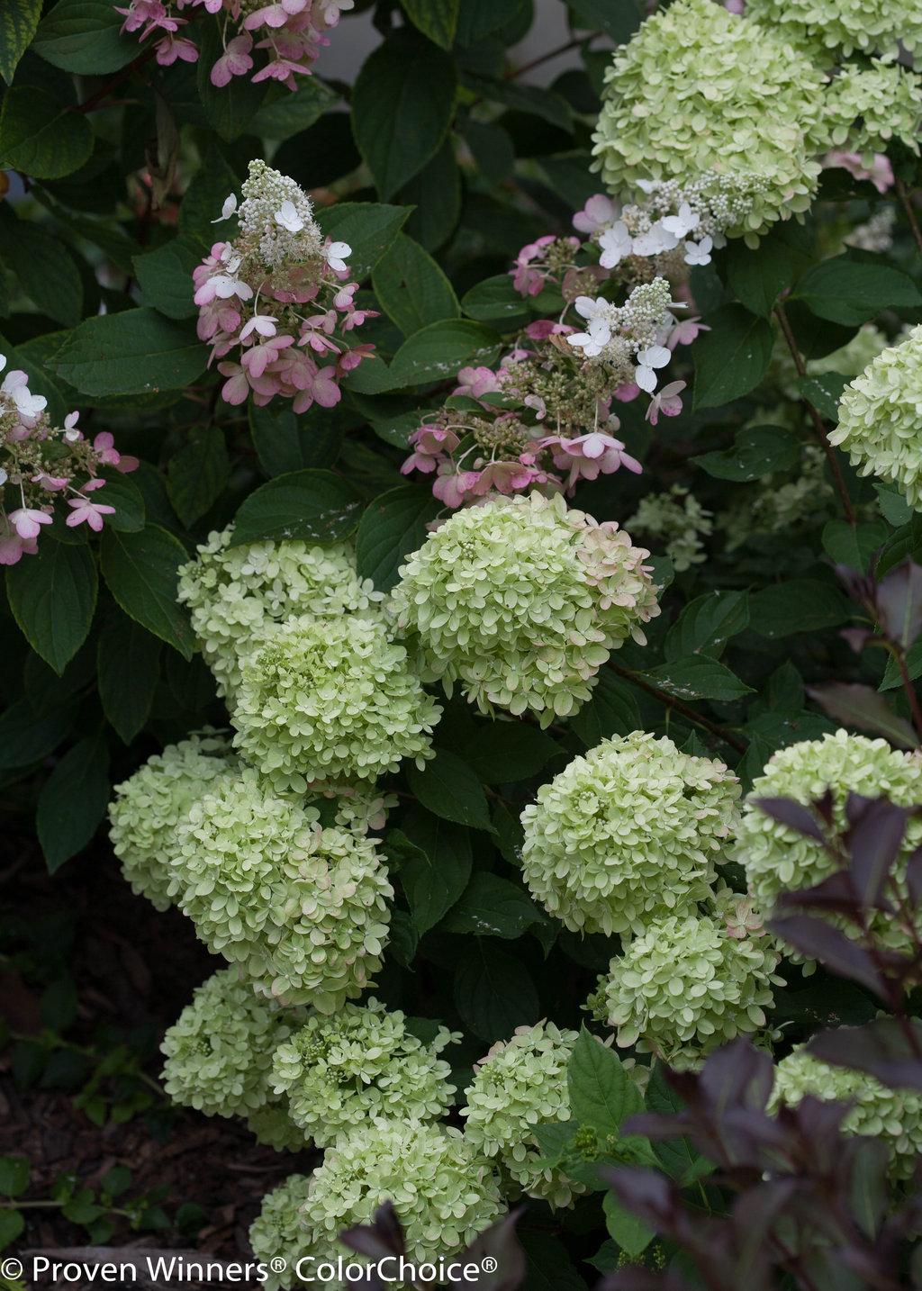 Hydrangea Paniculata Little Lime - View 8 from www redcrocus com