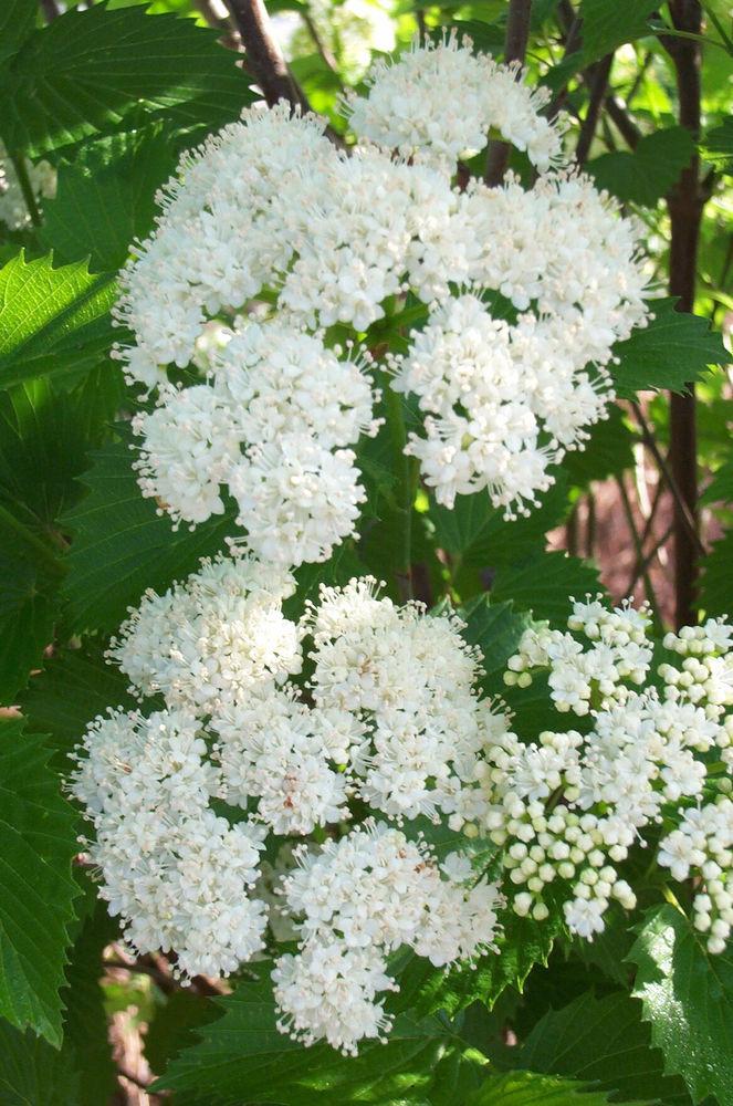 Viburnum Dentatum Blue Muffin - View 11 from www redcrocus com