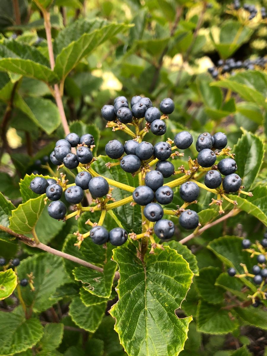 Viburnum Dentatum Blue Muffin - View 12 from www redcrocus com