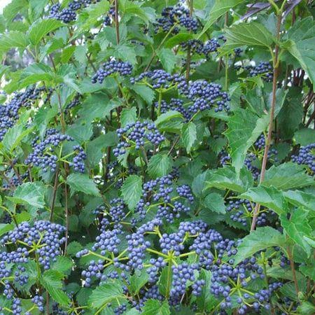 Viburnum Dentatum Blue Muffin - View 14 from www redcrocus com