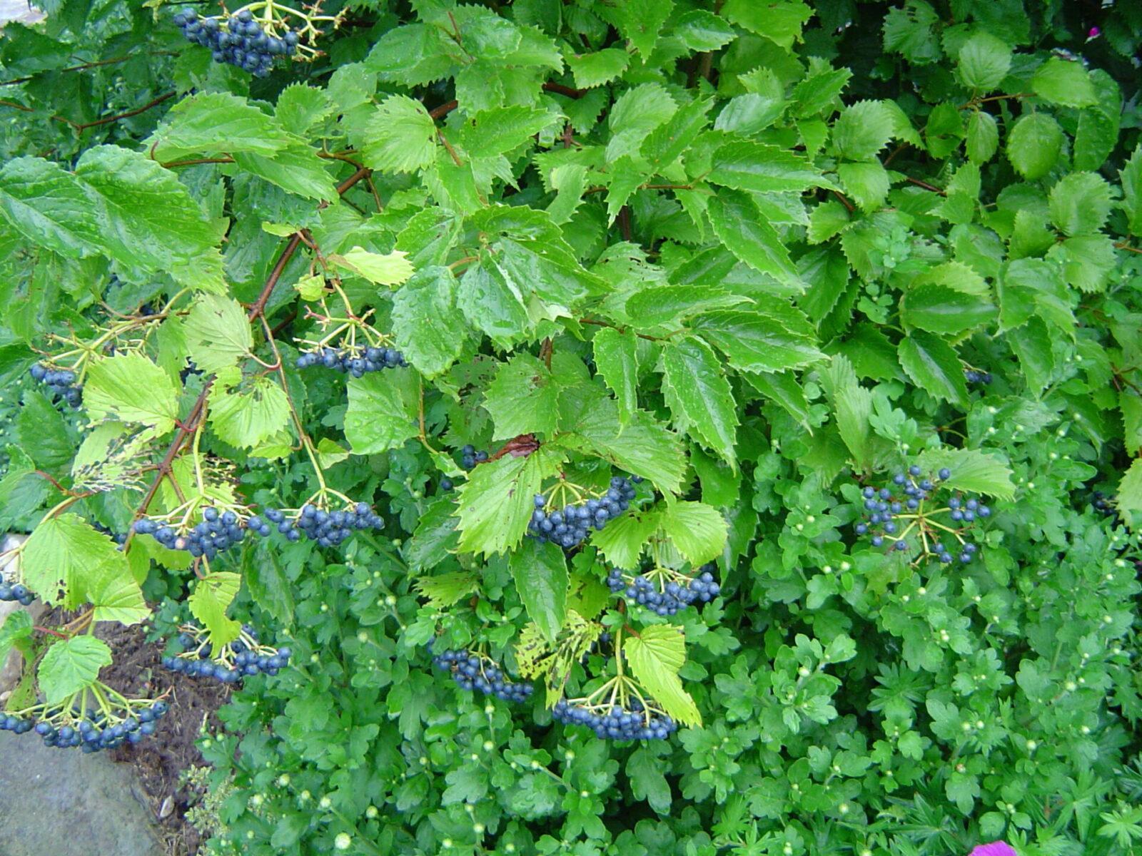 Viburnum Dentatum Blue Muffin - View 16 from www redcrocus com