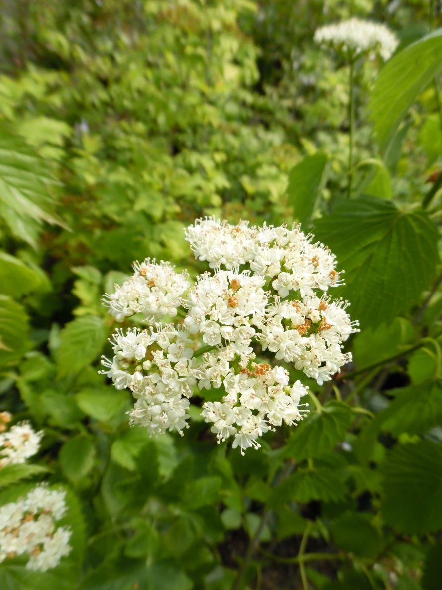 Viburnum Dentatum Blue Muffin - View 19 from www redcrocus com