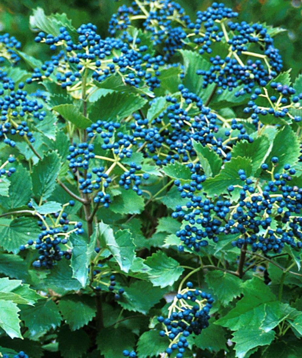 Viburnum Dentatum Blue Muffin - View 1 from www redcrocus com