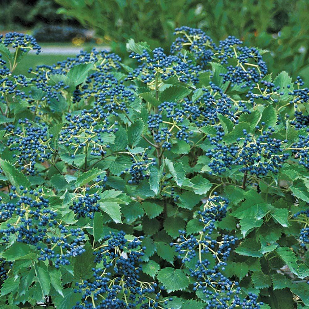 Viburnum Dentatum Blue Muffin - View 3 from www redcrocus com