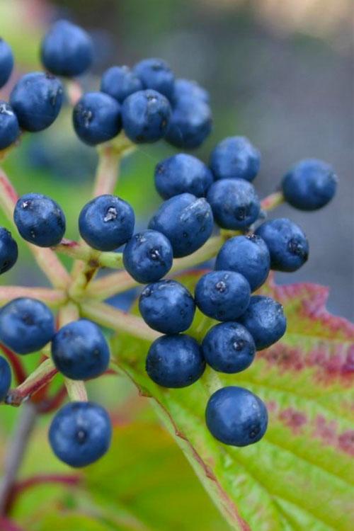 Viburnum Dentatum Blue Muffin - View 8 from www redcrocus com