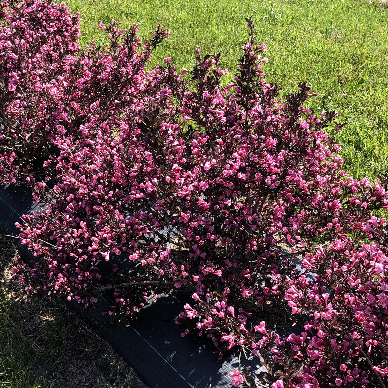 Weigela Florida 'fine Wine' - View 16 from www redcrocus com